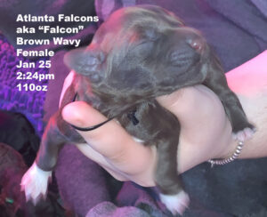 Atlanta Falcons "Falcon"