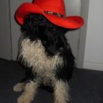 Ace in Red Cowboy Hat