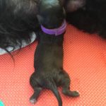 First puppy born Brown female