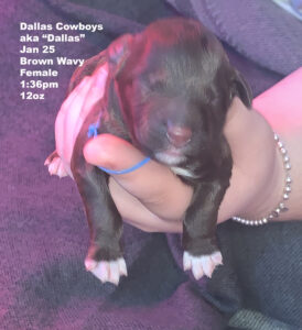 Dallas Cowboys "Dallas"
